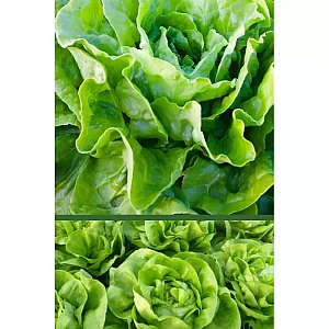 Салат Нансен ИП Семена 1 г